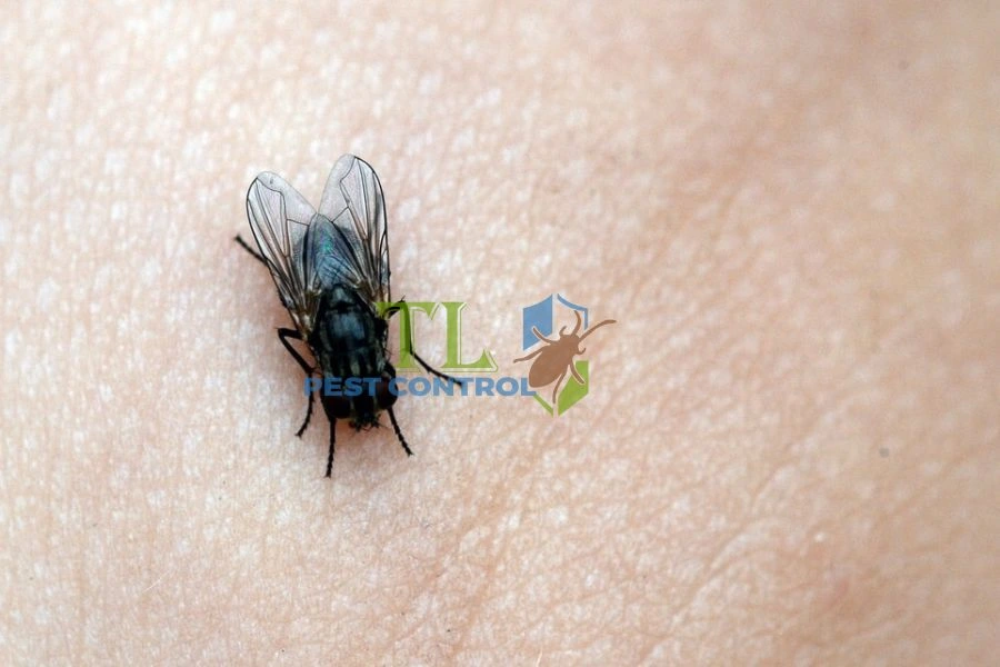 10+ Cách Đuổi Ruồi Trong Phòng Ngủ Hiệu Quả, An Toàn Nhất