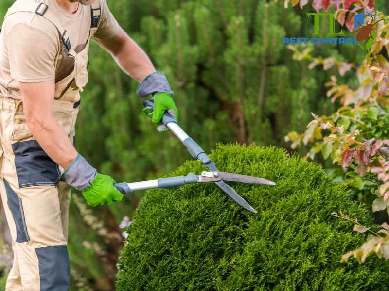 Cắt tỉa cây cối loại bỏ nơi trú ẩn của muỗi