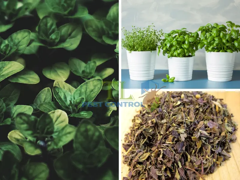 Muỗi húng quế xua đuổi muỗi