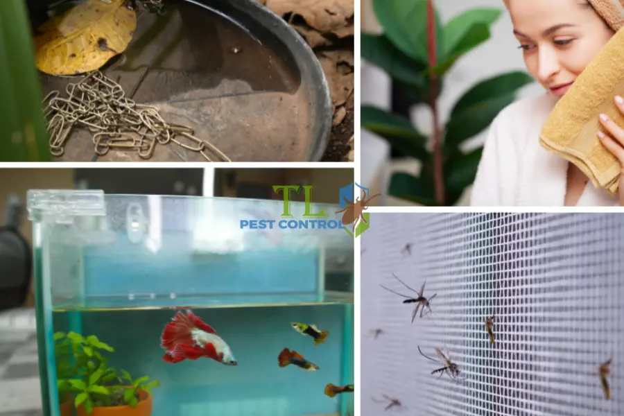 Bị Muỗi Vằn Đốt Có Sao Không? Nguy Cơ & Cách Phòng Tránh Hiệu Quả