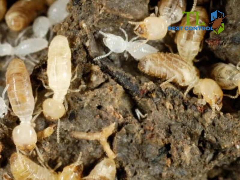 cách diệt mối đất
