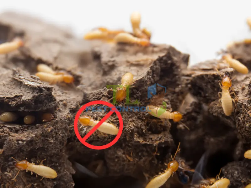  Sử dụng dịch vụ diệt mối tận gốc tại phường Bình Quới