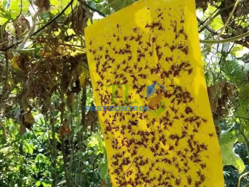 cách diệt ruồi trâu cách diệt ruồi trâu