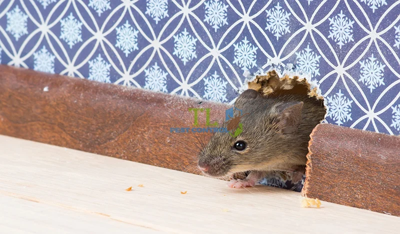 cách diệt chuột bằng xà phòng