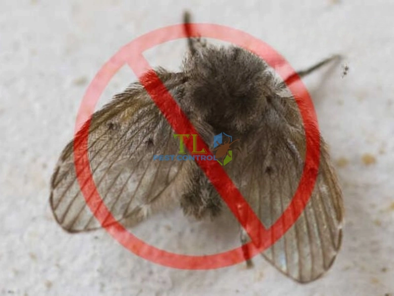 công ty diệt ruồi