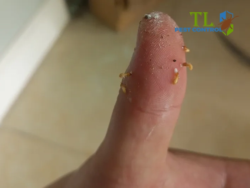bị mối cắn có sao không