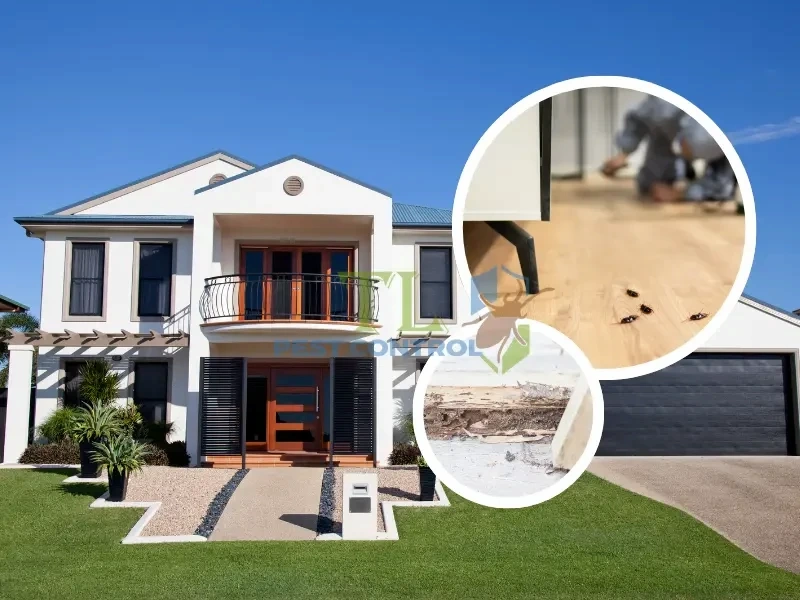 diệt mối quận 12