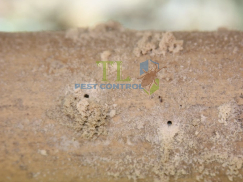 Sai lầm khiến tre nứa nhanh bị mối mọt