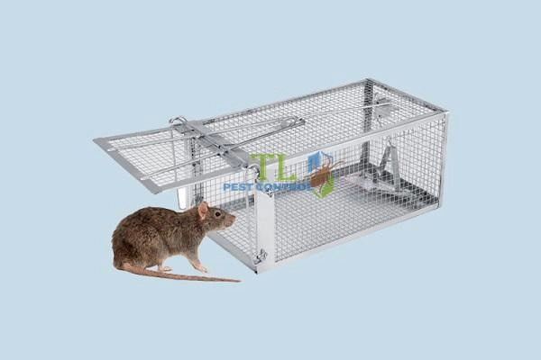 cách diệt chuột chui lên từ bồn cầu