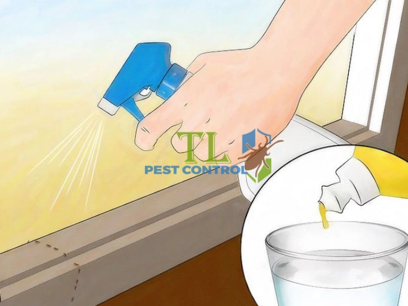 Diệt kiến bằng xà phòng pha loãng