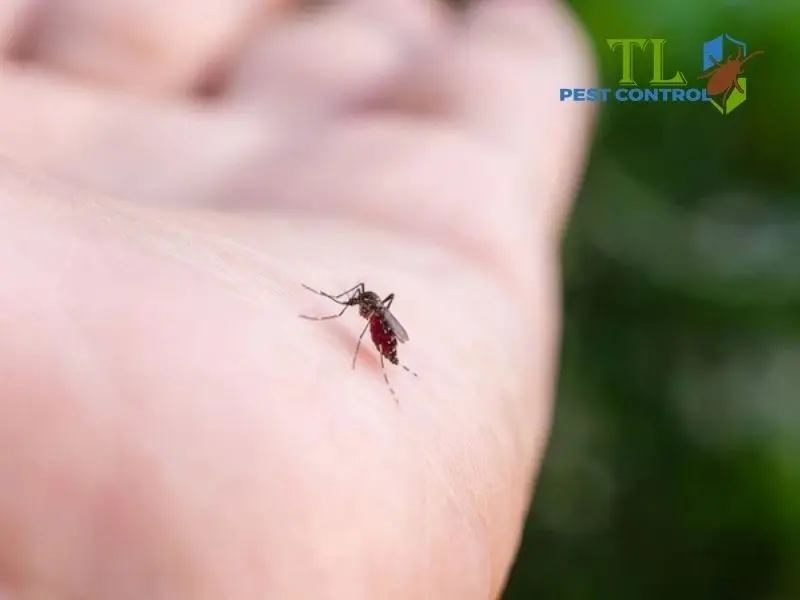 mẹo tránh muỗi đốt mẹo tránh muỗi đốt