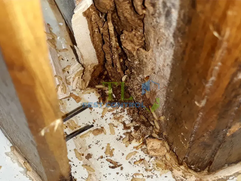 diệt mối quận 7 diệt mối quận 7
