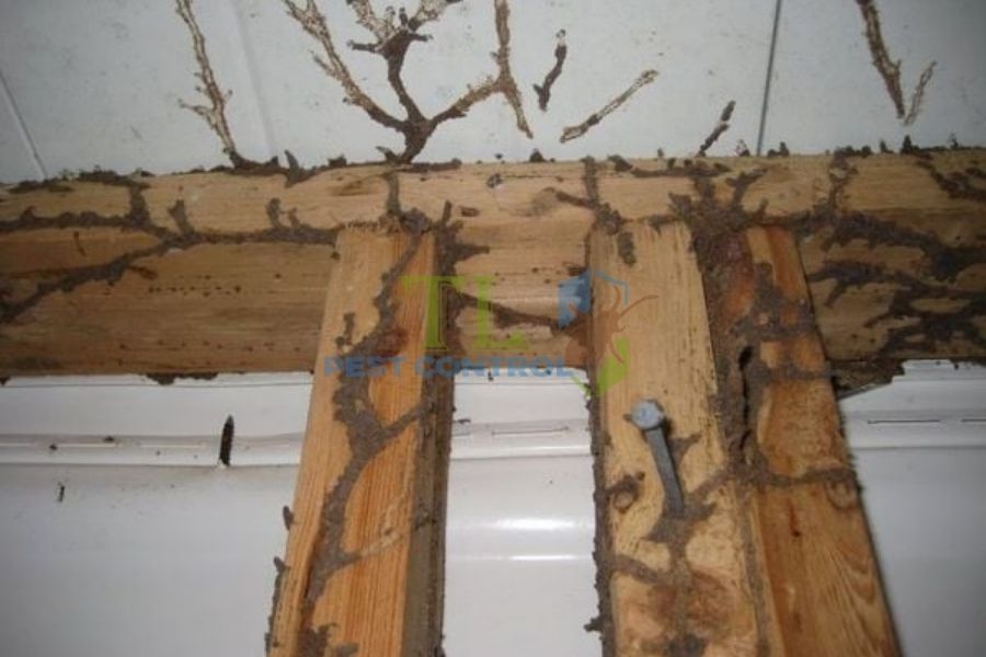 Dấu hiệu nhà có mối: Cách phát hiện tổ mối sớm trước khi lan rộng
