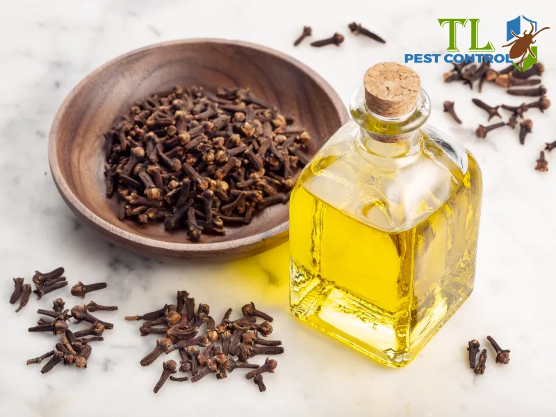 Dùng tinh dầu đinh hương đuổi muỗi