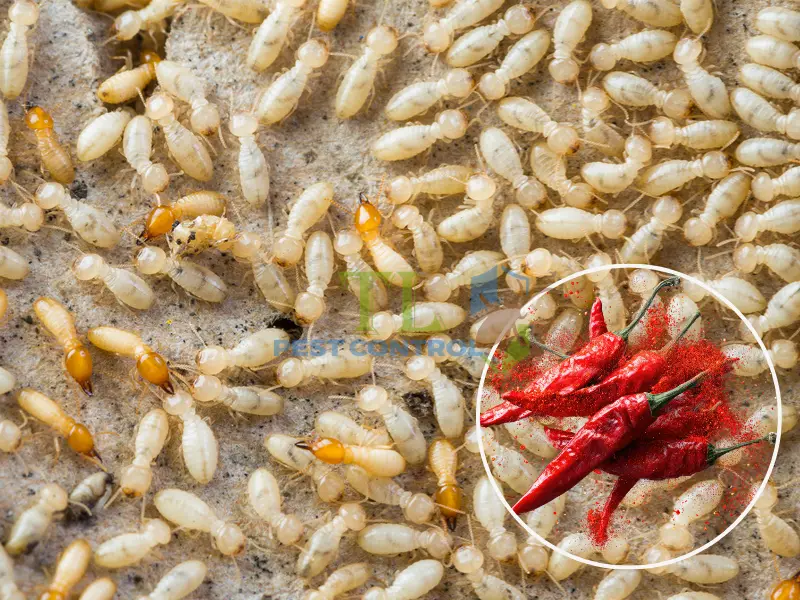 phương pháp diệt mối