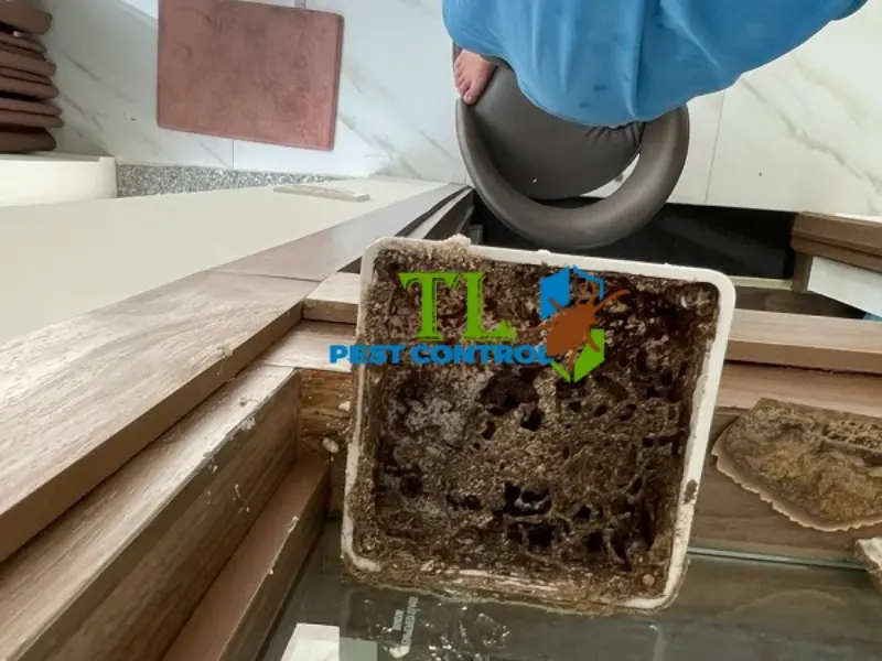 diệt mối bình tân