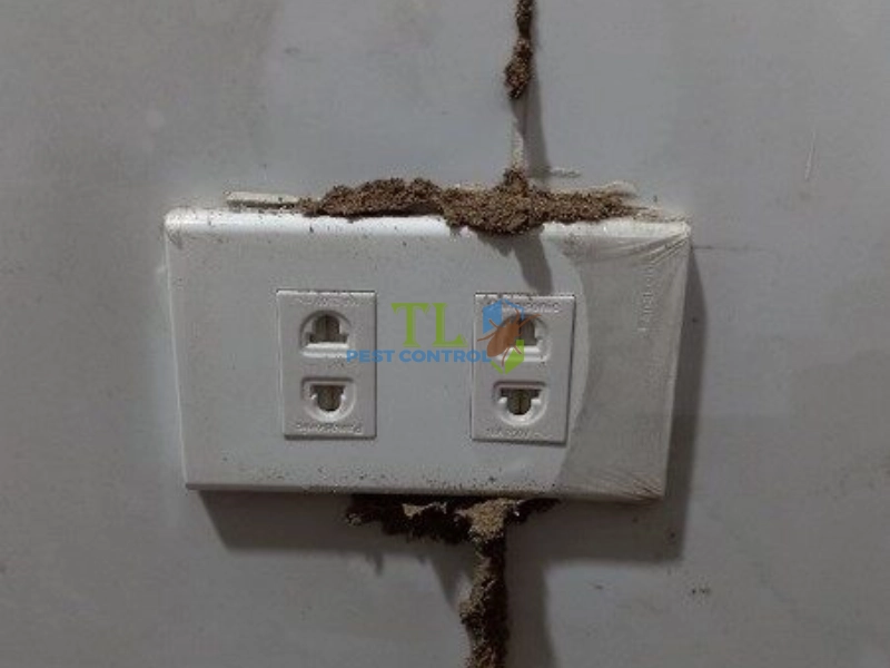 Mối có gặm dây điện không?