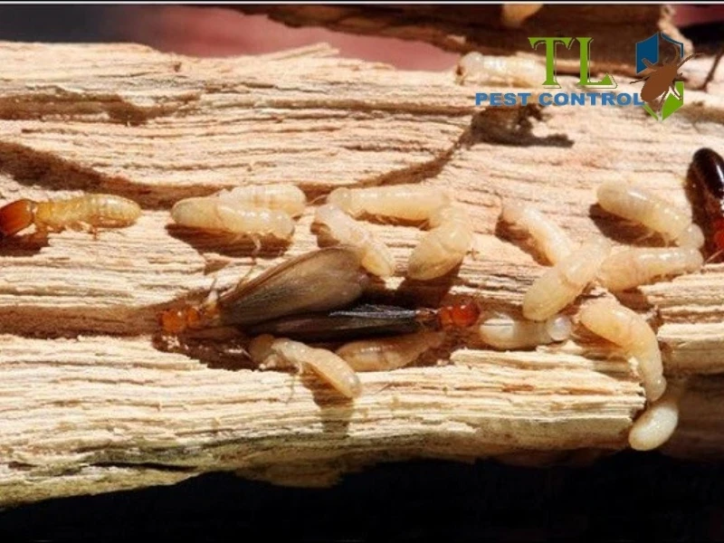 mối đất và mối gỗ