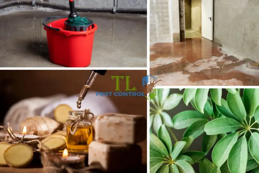 Các Cách Diệt Muỗi Trong Tầng Hầm Phổ Biến Hiện Nay