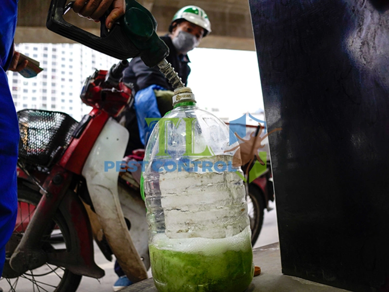 diệt mối dưới nền nhà