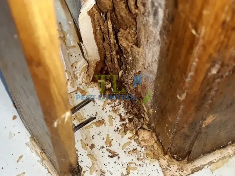 tư vấn diệt mối tư vấn diệt mối