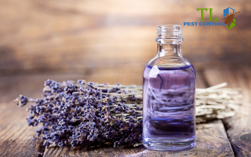 Tinh dầu oải hương