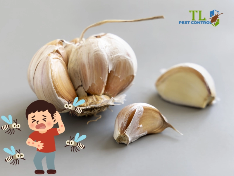 cách đuổi muỗi bằng tỏi