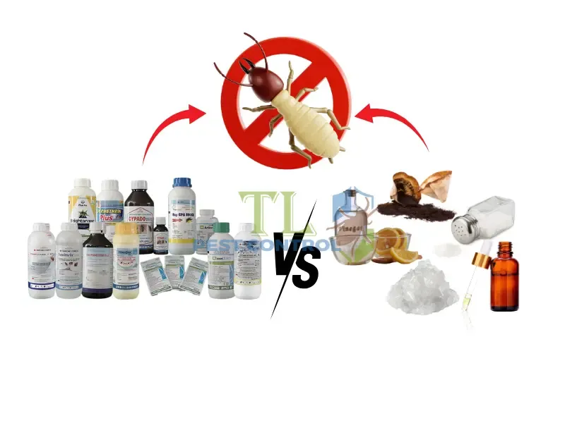 Những thiệt hại của mối gây ra