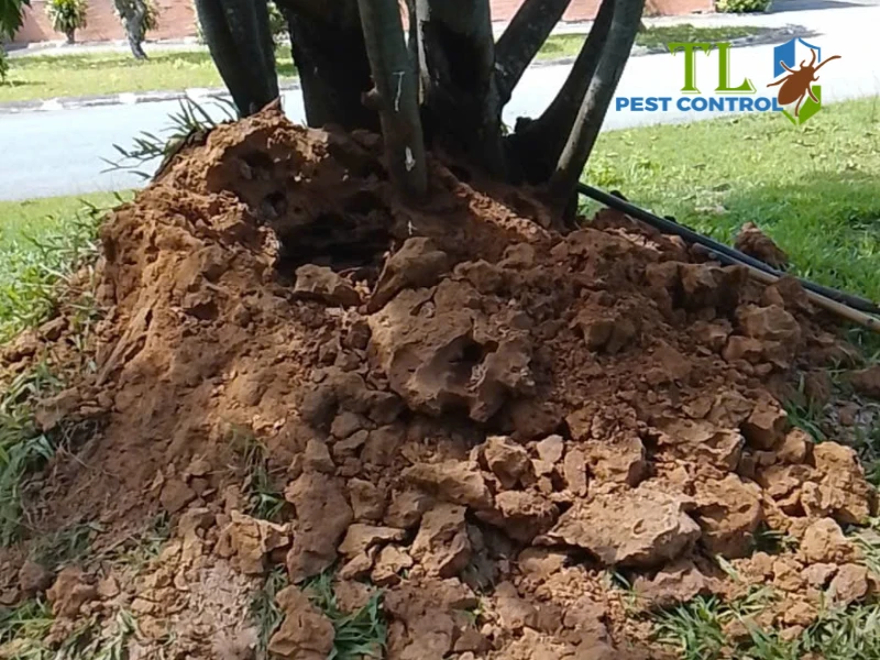 con mối sống ở đâu con mối sống ở đâu