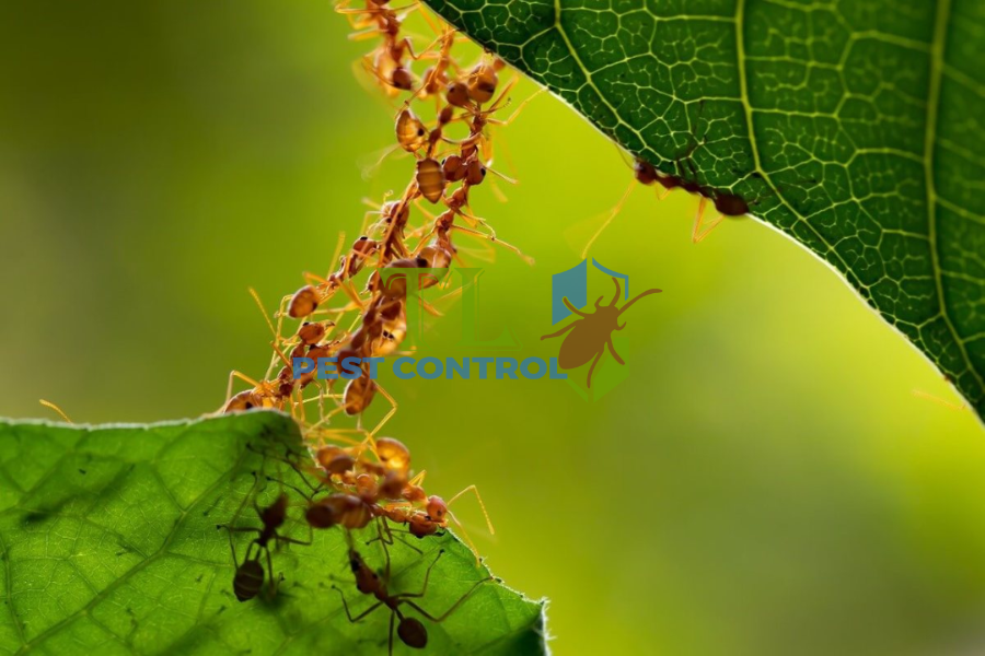 10+ Cách Diệt Kiến Lửa Trên Cây Trồng Hiệu Quả, An Toàn Nhanh Chóng