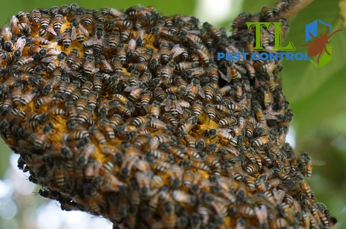 dịch vụ diệt ong