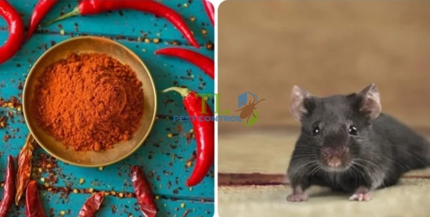 cách đuổi chuột bằng ớt bột