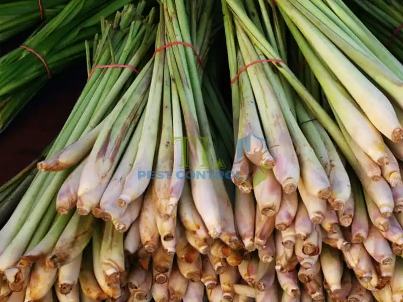 gỗ đuổi muỗi