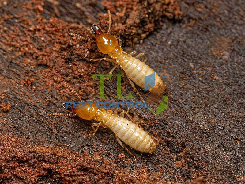diệt mối cho nhà xưởng