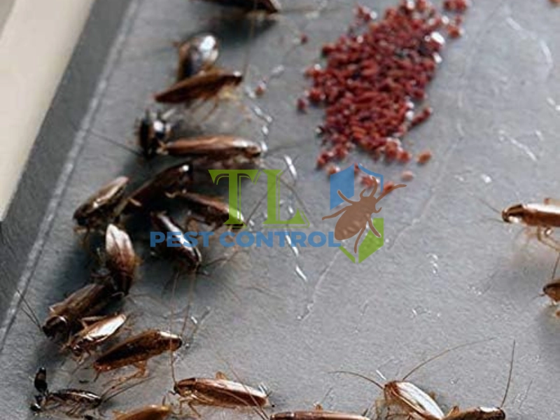 cách diệt gián đức tại nhà