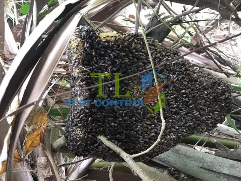 cách xua đuổi ong ruồi