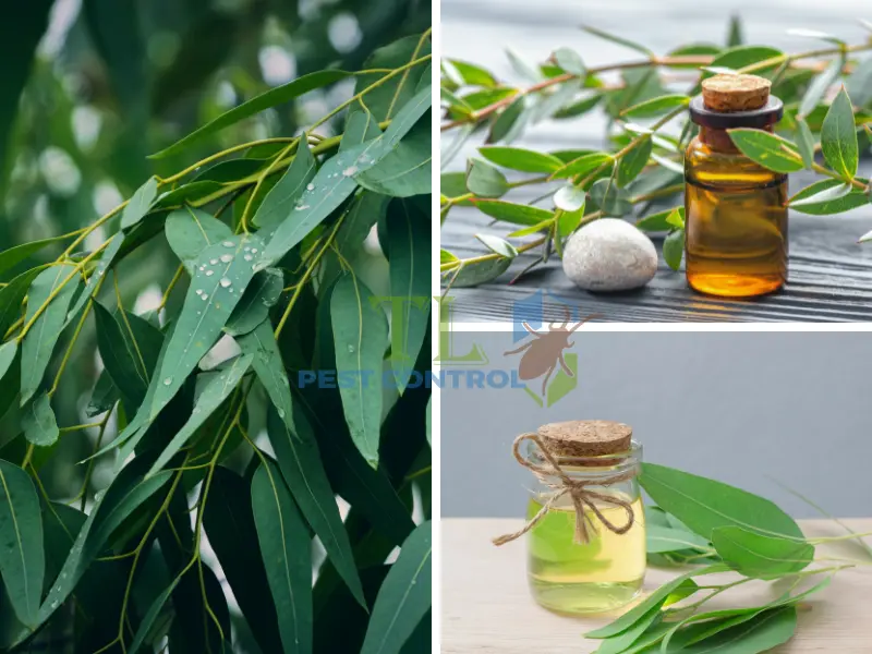 muỗi sợ mùi gì