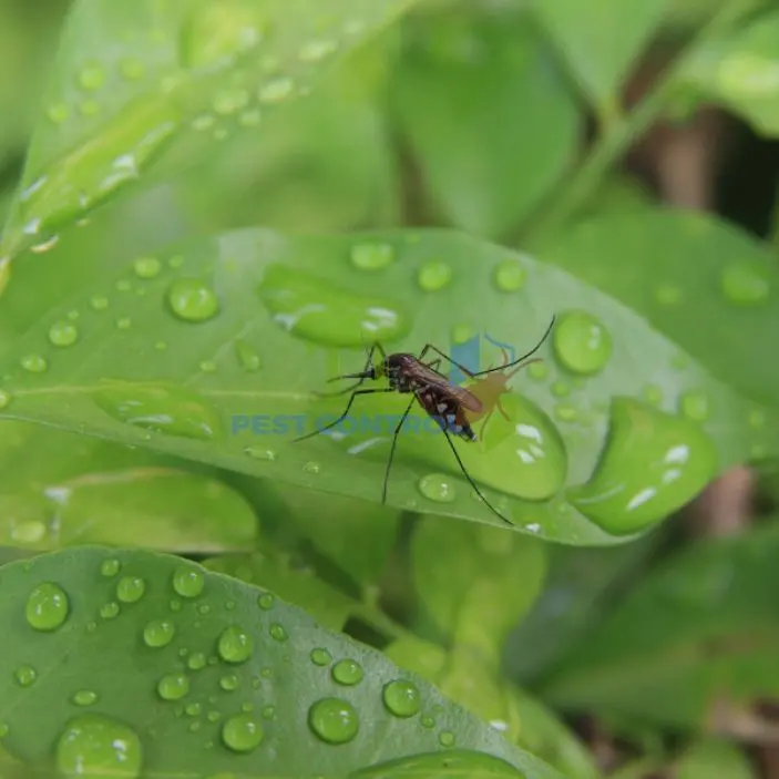 Diệt muỗi Củ Chi