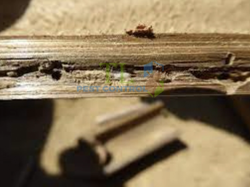 Những lưu ý khi xử lý chống mối cho tre nứa