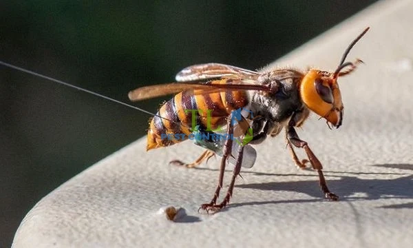 cách đuổi ong ruồi ra khỏi nhà