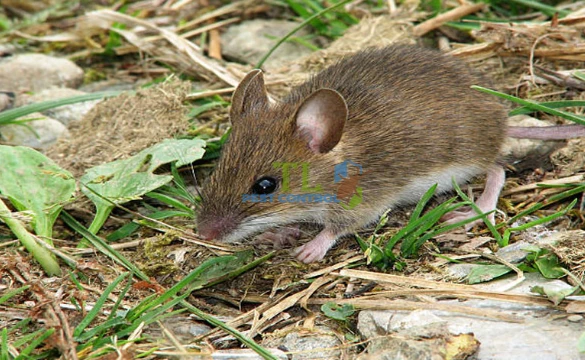 cách diệt chuột phá rau