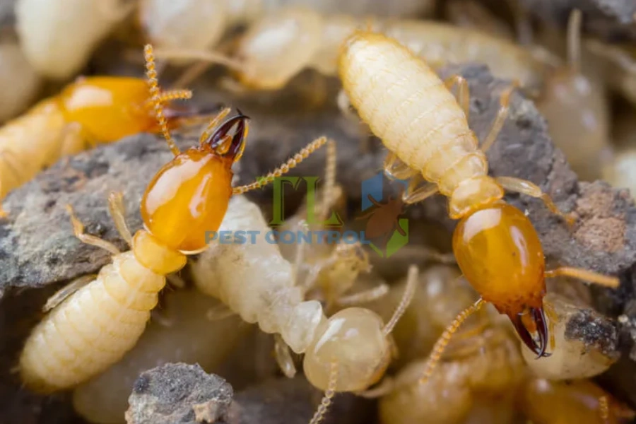 Phân Biệt Mối Đất Và Mối Gỗ Khô: Dấu Hiệu, Tác Hại Và Giải Pháp Diệt Trừ Tận Gốc