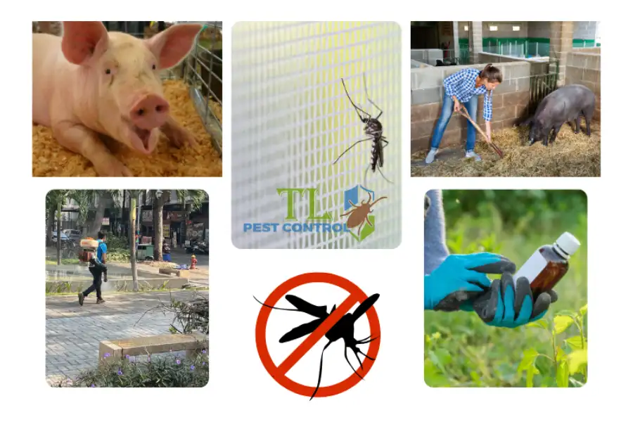 Top 5 Cách Diệt Muỗi Ở Chuồng Heo Triệt Để, Đơn Giản Nhất