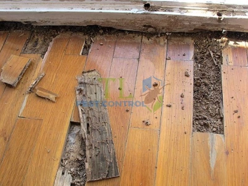 Tác hại của mối đối với vật dụng và khu vực trong nhà?