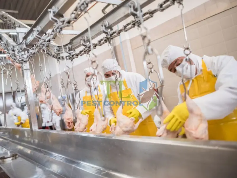 Giải pháp kiểm soát muỗi tổng hợp (IPM) chuyên nghiệp