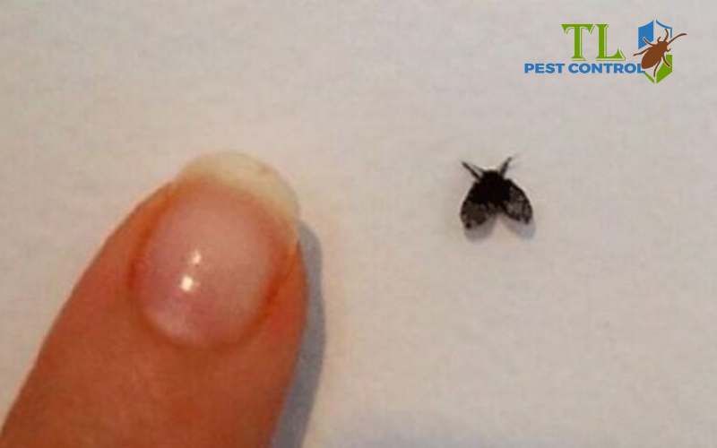 Tác hại và rủi ro của bồ hóng trong nhà vệ sinh