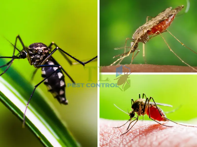 tuổi thọ của muỗi