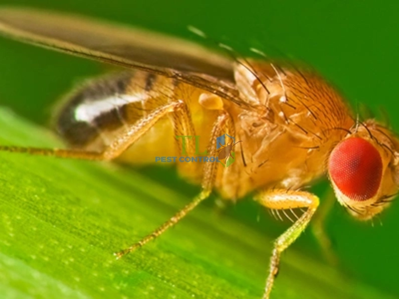 ruồi giấm có hại không