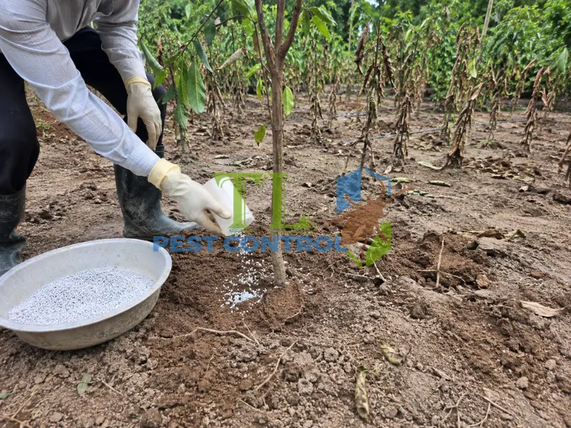 cách diệt sâu trong đất