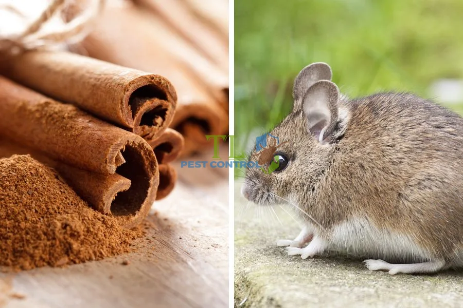 Cách đuổi chuột trong nhà hiệu quả bằng đinh hương và bột quế